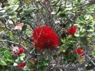 Kaumana Trail